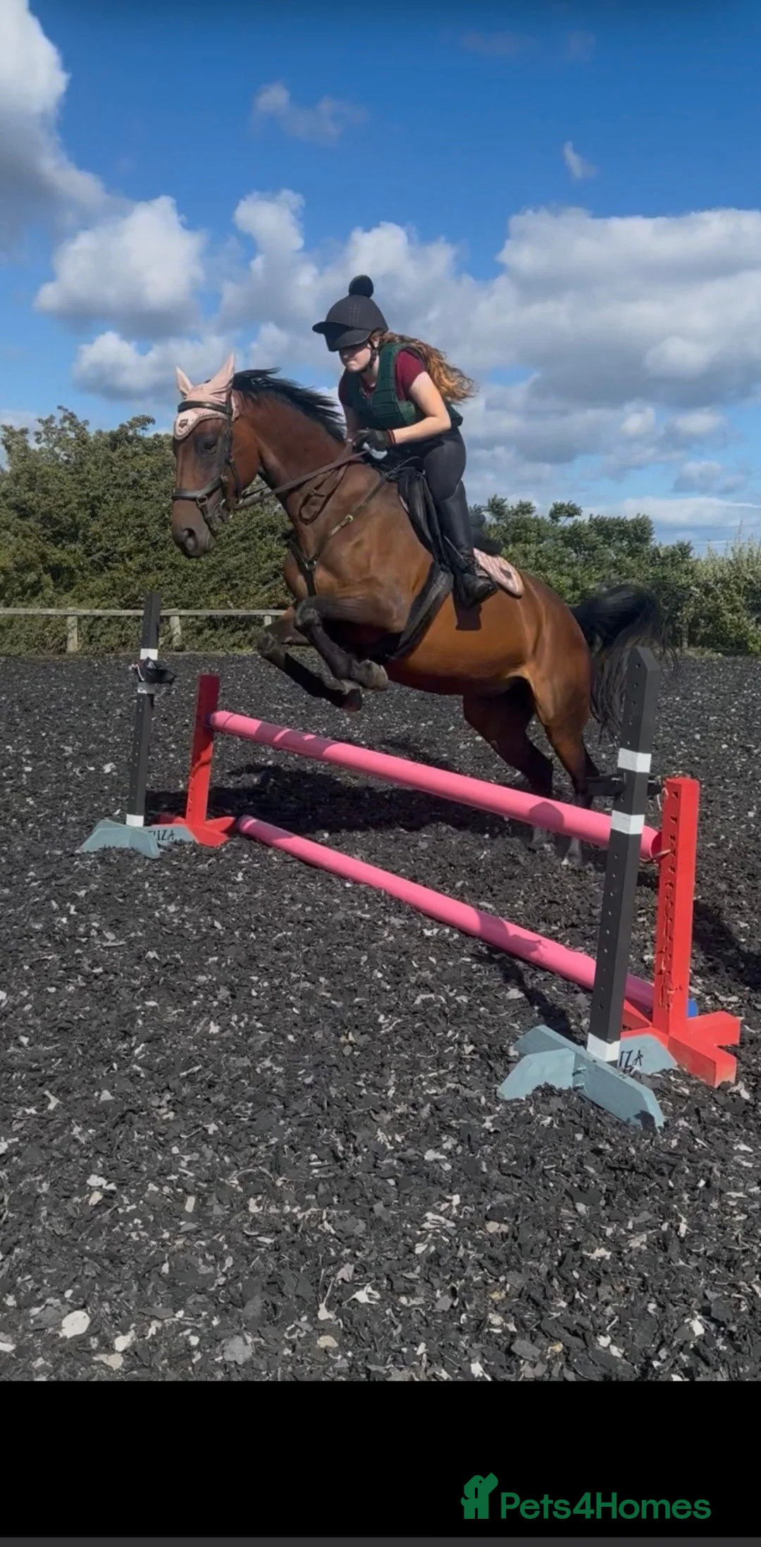 Riding pony horses for sale: Dottie!! - Advert 8