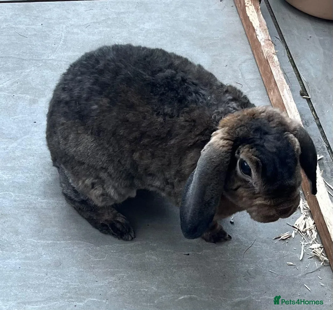 Mini Lop rabbits for sale: Louie Vitton Plush Lop Neutered - Advert 5