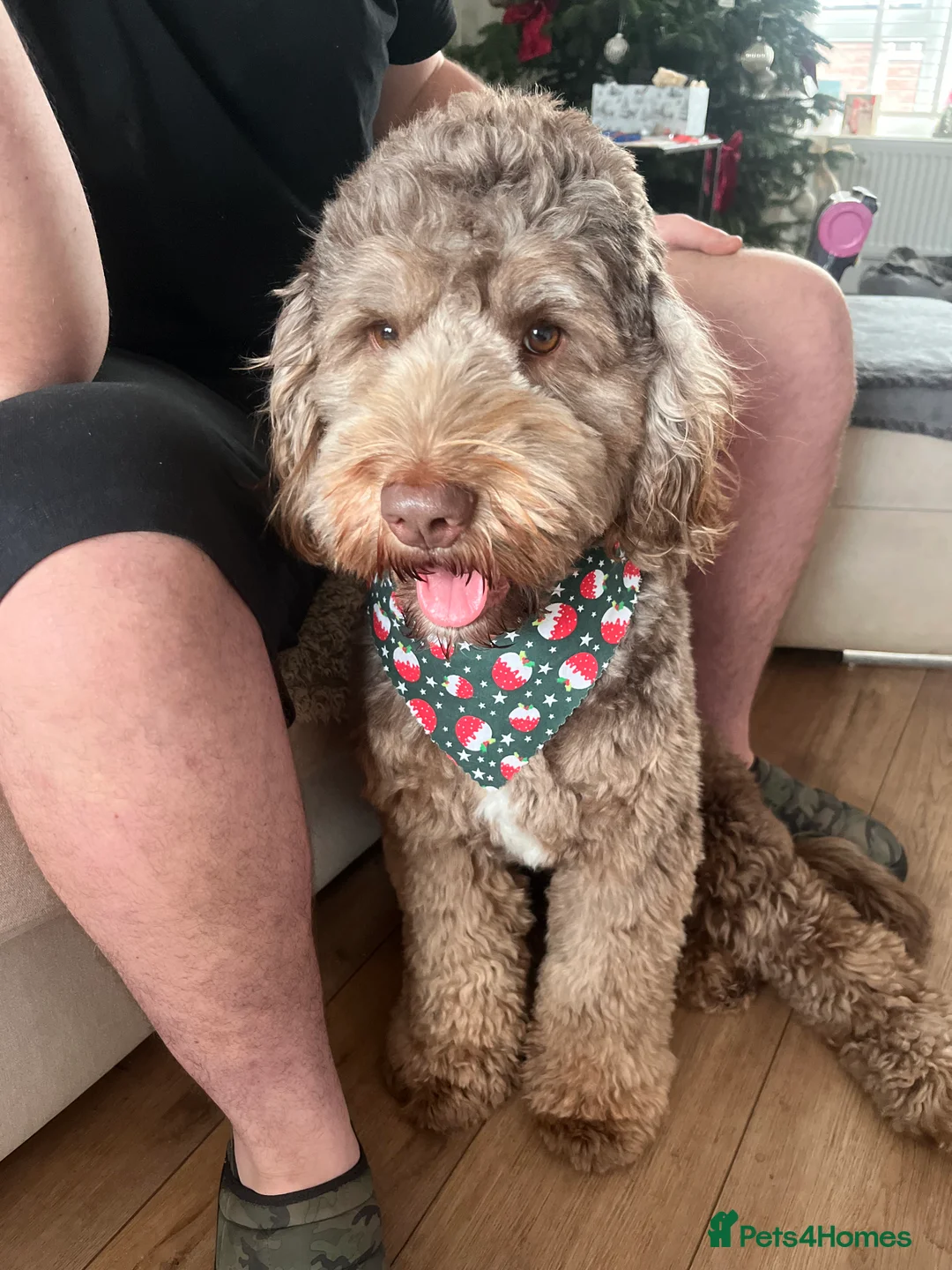 Australian Labradoodle dogs for stud: Australian Labradoodle Chocolate & White Tuxedo - Advert 7