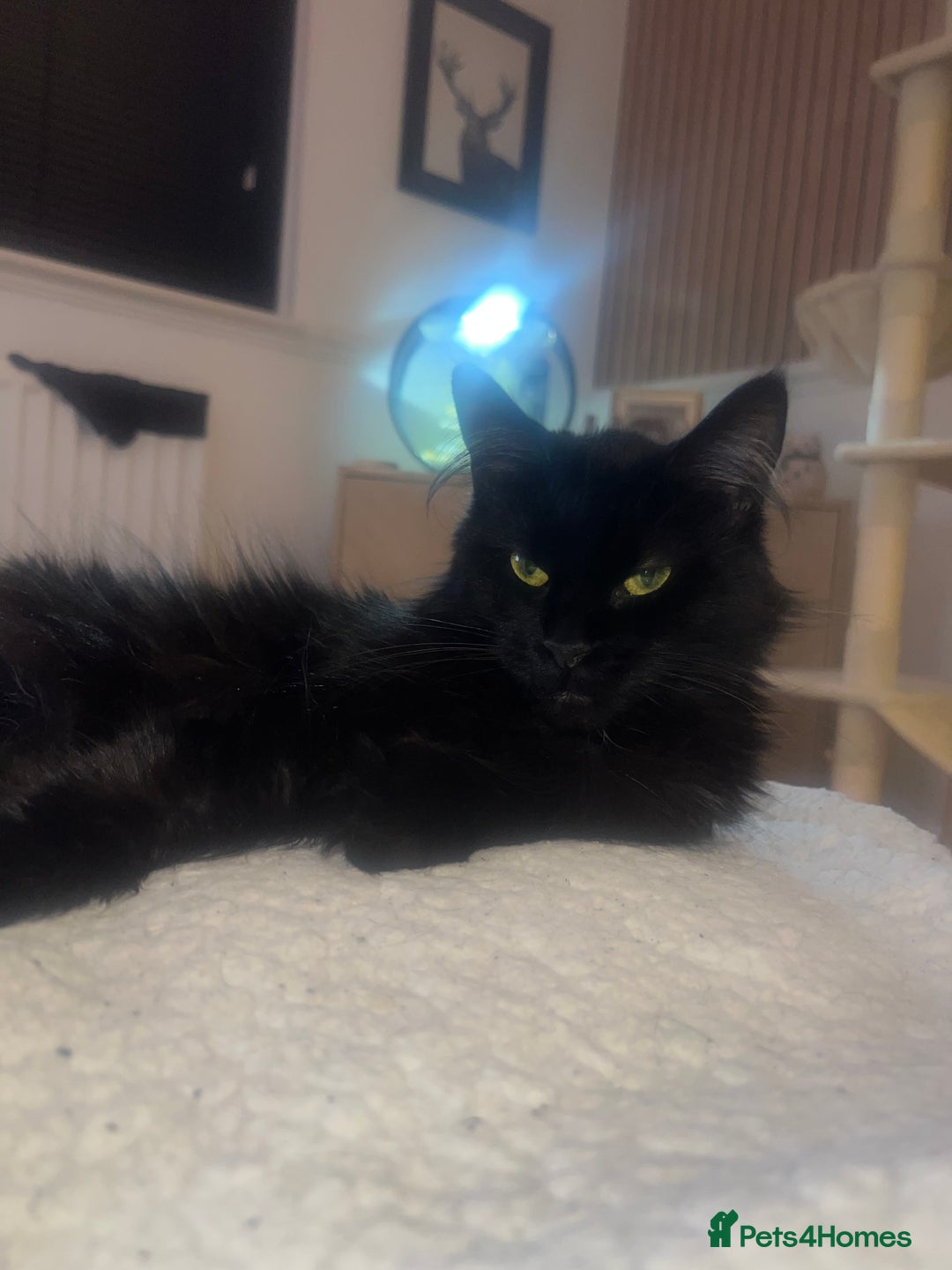 Maine Coon cats for sale: Willow  - Advert 4