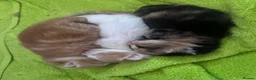Mixed Breed cats for sale: 3 Beautiful Girls Looking for Their Forever Home in Gillingham - Advert 8