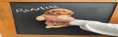 Cockapoo Puppy 1