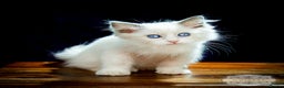 Ragdoll cats for sale: Ragdoll Blue Bicolor Kitten Boy LRBC SHOW TICA - Advert 6