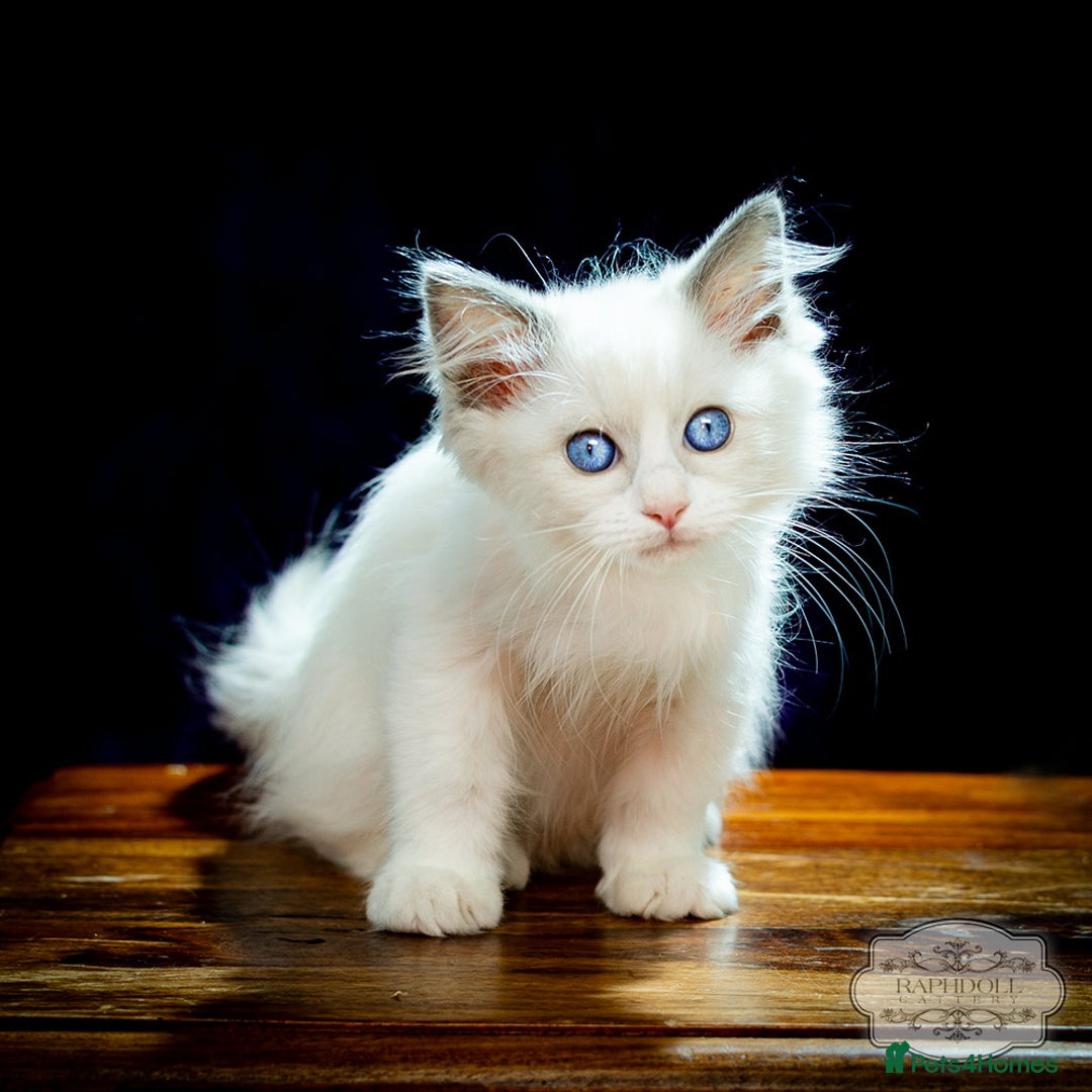 Ragdoll cats for sale: Ragdoll Blue Bicolor Kitten Boy LRBC SHOW TICA - Image 3