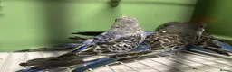 Budgerigars birds for sale: Budgies for Sale  - Advert 7