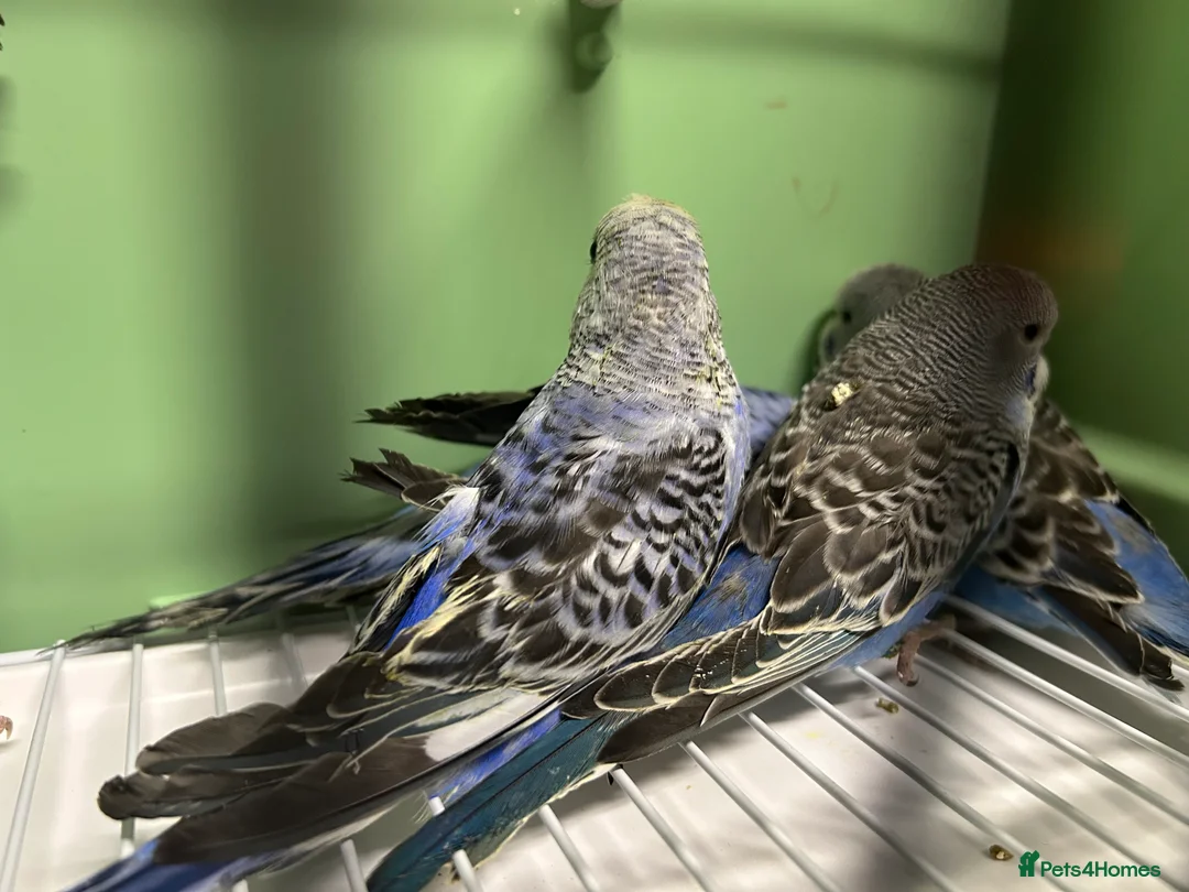 Budgerigars birds for sale: Budgies for Sale  - Advert 7
