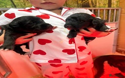 Mixed Breed dogs for sale: Bedlington x whippet Lurcher pups - Image 16