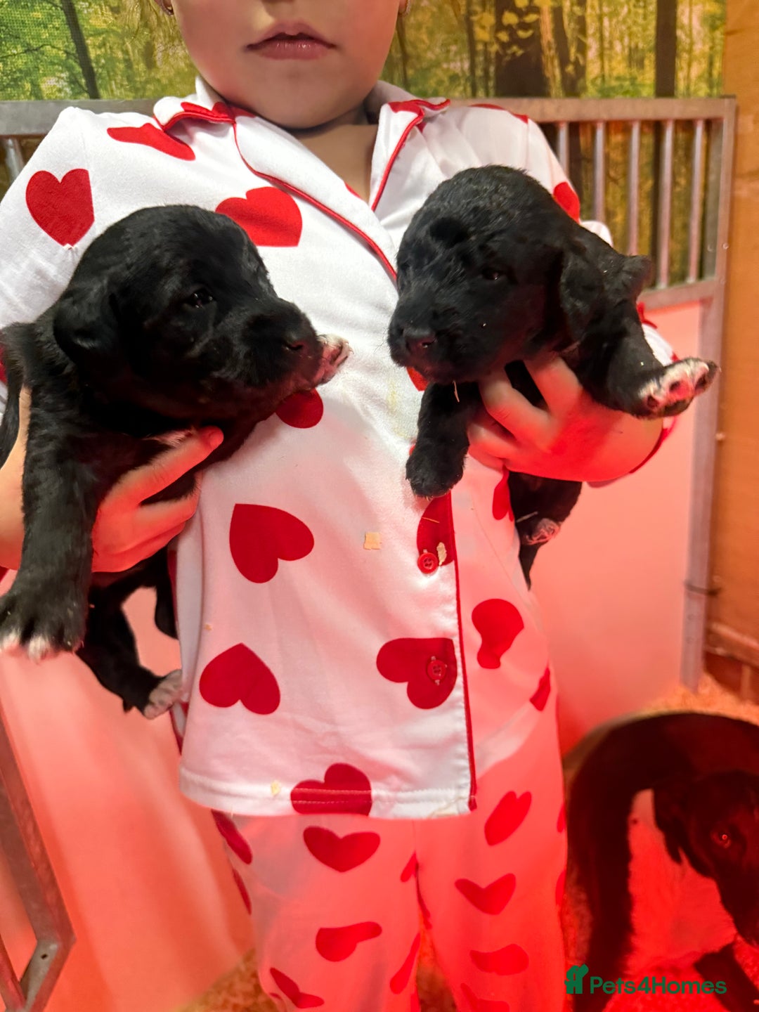 Mixed Breed dogs for sale: Bedlington x whippet Lurcher pups - Image 16