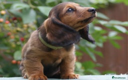 Miniature Dachshund dogs for sale: Last Boy, KC Registered Mini L/H Dachshunds. in Boston - Image 3