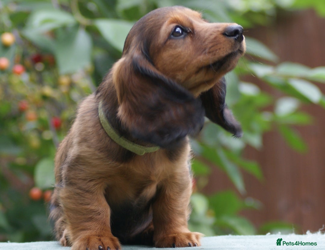 Miniature Dachshund dogs for sale: Last Boy, KC Registered Mini L/H Dachshunds. in Boston - Image 3