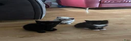 Mixed Breed cats for sale: Mixed breed Siamese kittens in Norwich - Advert 1