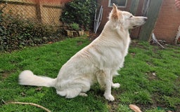 German Shepherd dogs for stud: White German Shepherd Dog - Stud - KC Registered  in Birmingham - Image 3