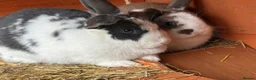 Mixed Breed rabbits for sale: Mini Lop X Netherland Dwarf - Advert 2