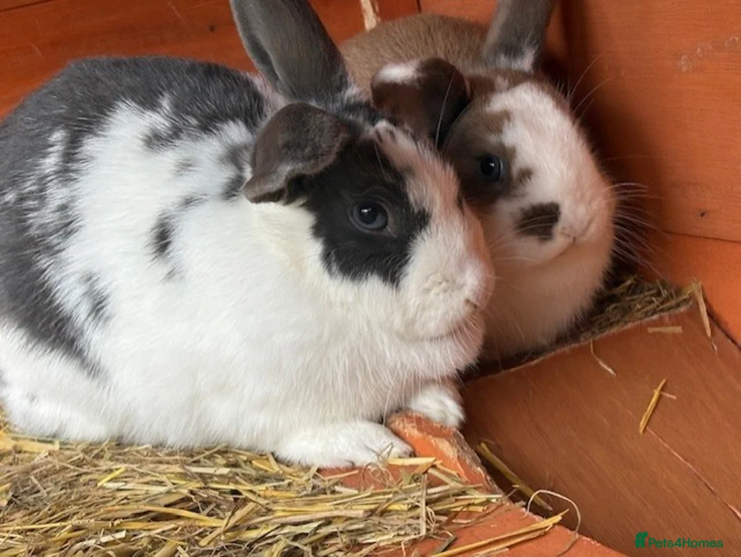 Mixed Breed rabbits for sale: Mini Lop X Netherland Dwarf - Advert 2