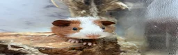 Guinea Pig rodents for sale:  Guinea Pigs For Sale 🩵 - Advert 2