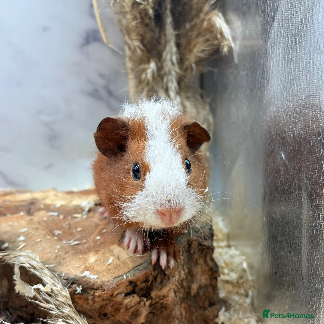 Guinea Pig rodents for sale:  Guinea Pigs For Sale 🩵 - Advert 2