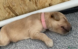 Goldendoodle dogs for sale: F1b Goldendoodles available for reservation - Image 24