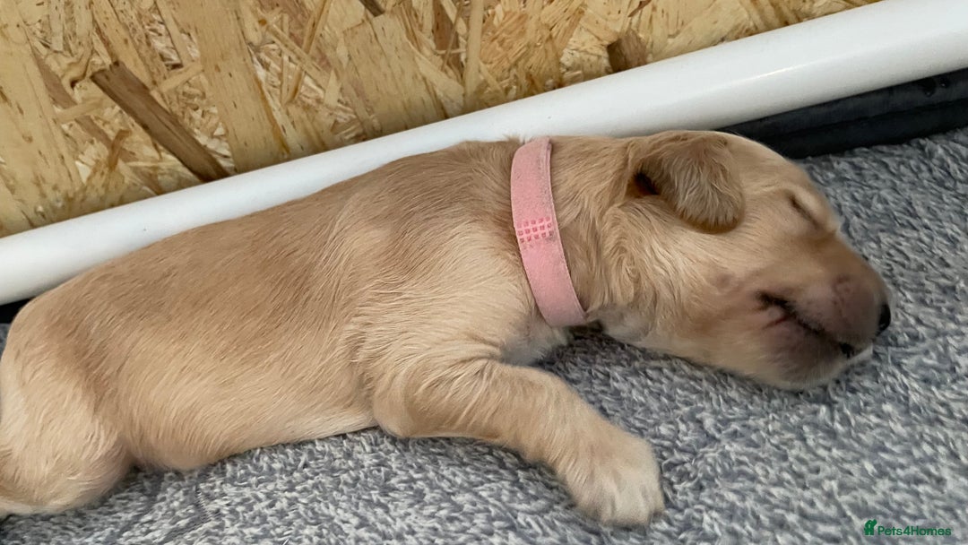 Goldendoodle dogs for sale: F1b Goldendoodles available for reservation - Image 24