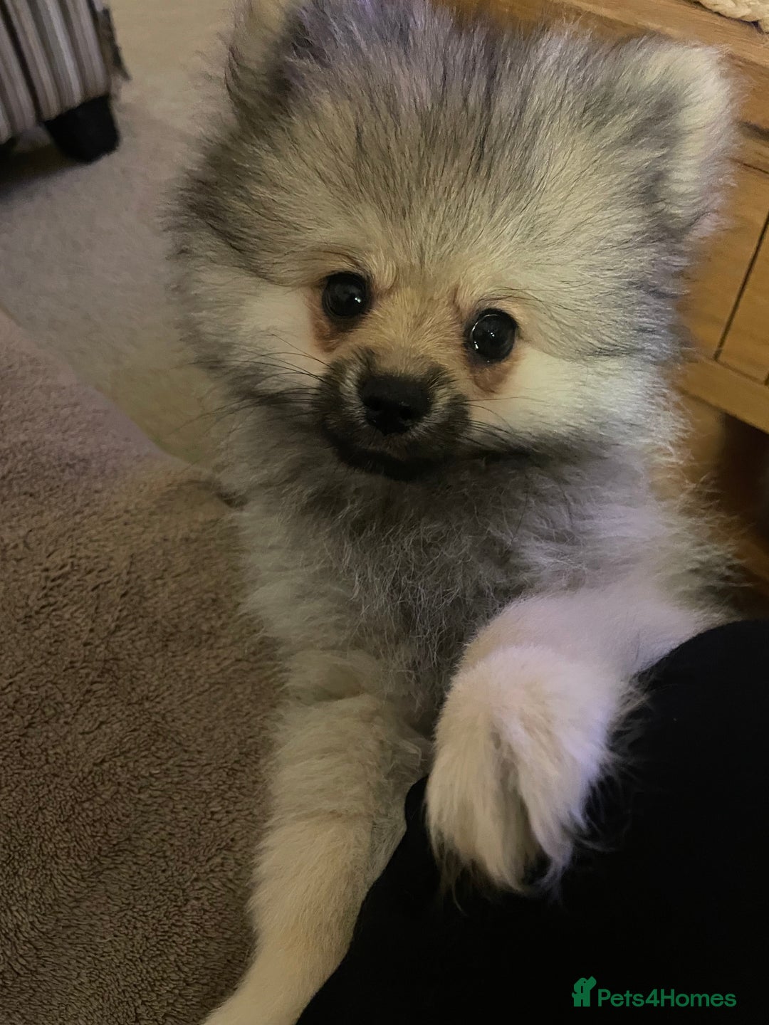 Pomeranian dogs for sale: KC Reg 5⭐️Poms champions & Russian bloodline  - Advert 27