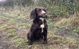 Cocker Spaniel dogs for sale: 8 AMAZING KC REG WORKING COCKER SPANIEL PUPPIES - Image 36