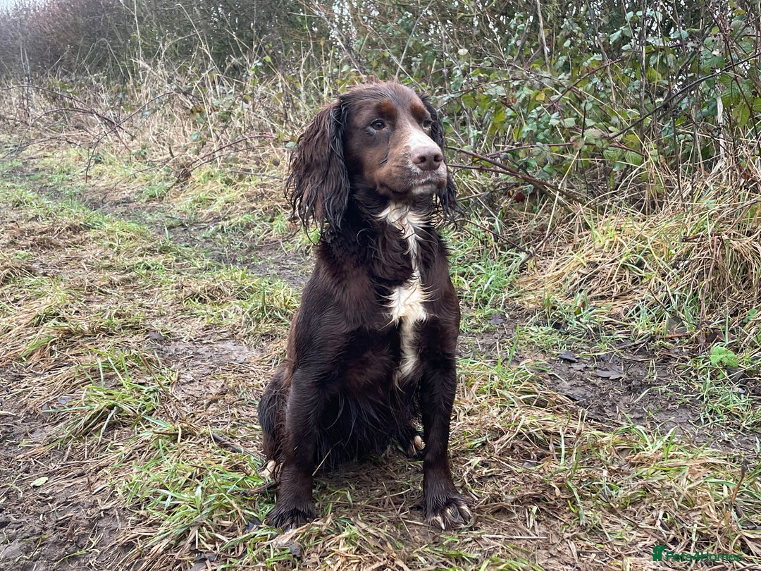 Cocker Spaniel dogs for sale: 8 AMAZING KC REG WORKING COCKER SPANIEL PUPPIES - Image 36
