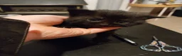 British Shorthair cats for sale: Black and White Kittens - Advert 4