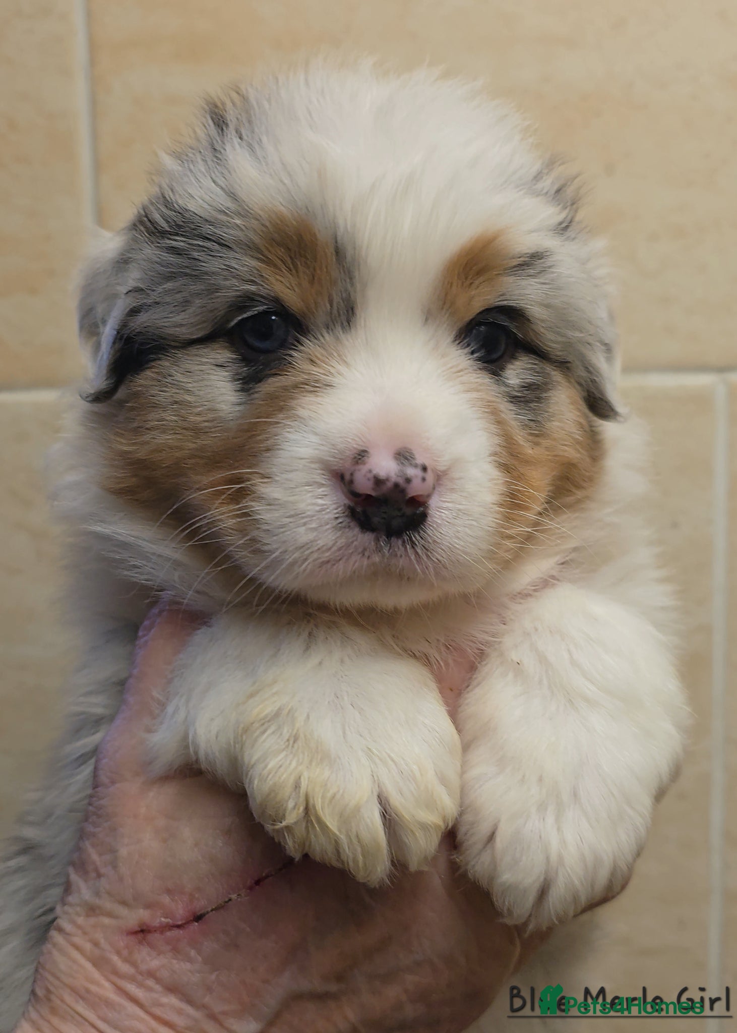 Australian Shepherd dogs Top Quality Australian Shepherd Pups  - Advert 1