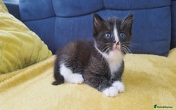 Ragdoll cats for sale: Half Ragdoll - one boy and four girls - Image 15