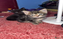 American Shorthair cats for sale: kittens - Image 1