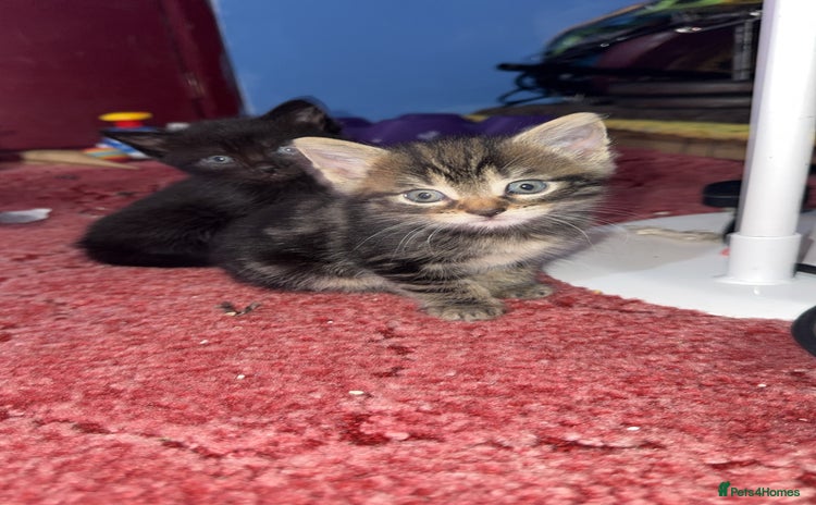 American Shorthair cats - Advert 1