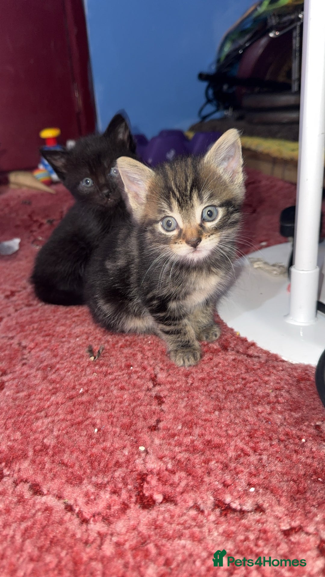 American Shorthair cats for sale: kittens - Image 1