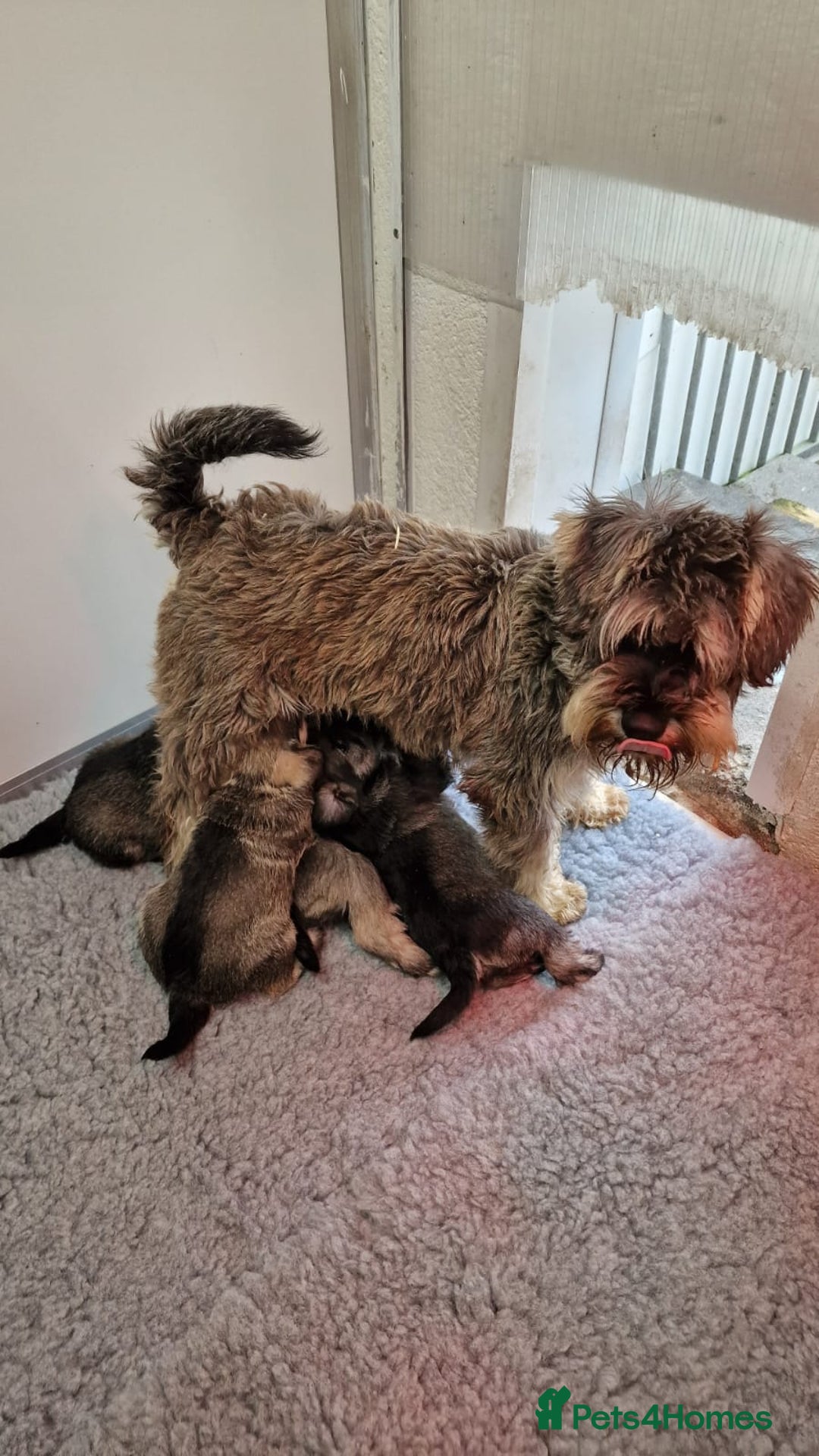 Miniature Schnauzer dogs for sale: KC mini Schnauzer  - Image 9