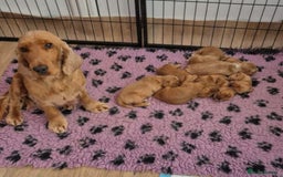Cocker Spaniel dogs for sale: Health checked Cocker spaniel Puppies - Image 7