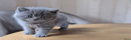 British Shorthair cats for sale: Purebred british shorthair kittens in Wigton - Advert 15