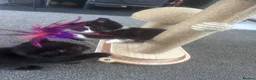 British Shorthair cats for sale: British shorthair cross kittens 🐾 Ready to leave - Advert 11