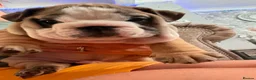 English Bulldog dogs for sale: Quality English bulldogs - Advert 11
