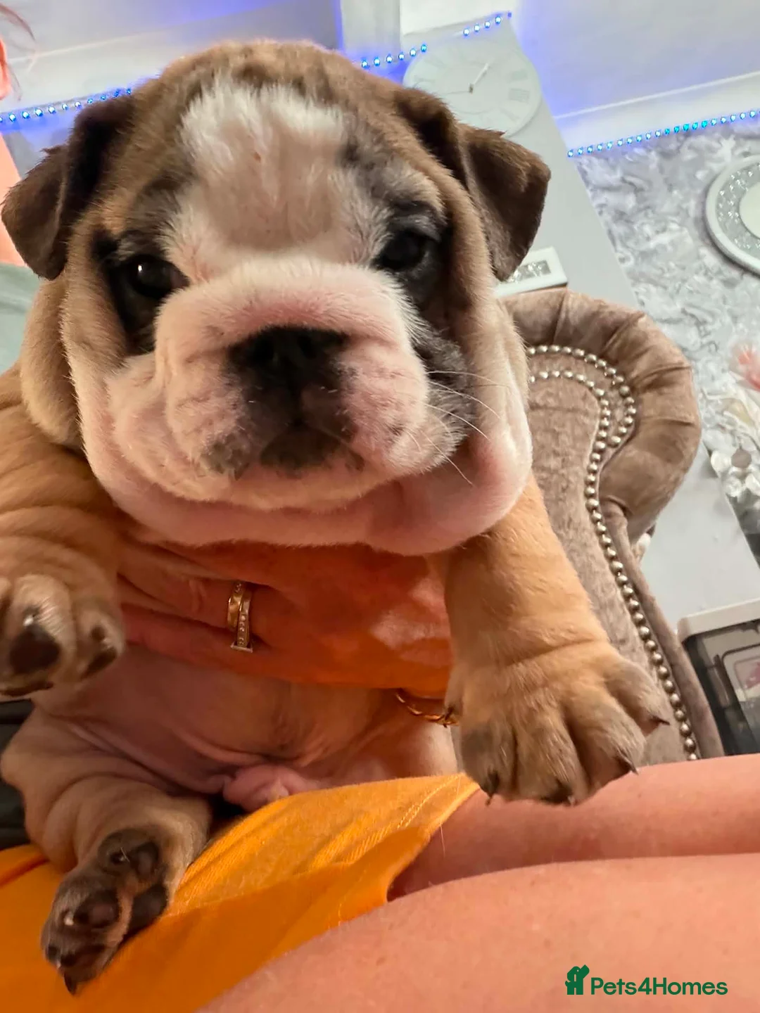 English Bulldog dogs for sale: Quality English bulldogs - Advert 11