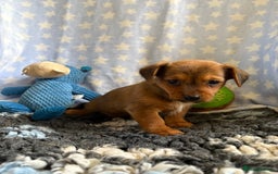 Mixed Breed dogs for sale: Stunning Tiny Yorkie Jack puppies  - Image 2