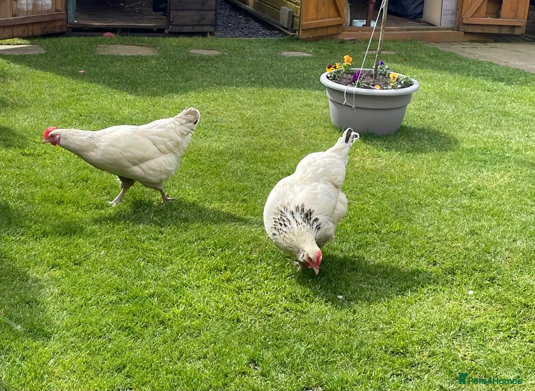 Chickens poultry for sale: 2 light Sussex/white star hens - Advert 1