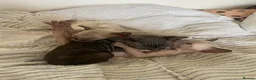Cornish Rex cats for sale: 4 beautiful Cornish Rex girls  - Advert 7