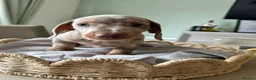 Miniature Dachshund dogs for sale: Beautiful Daches  - Advert 9