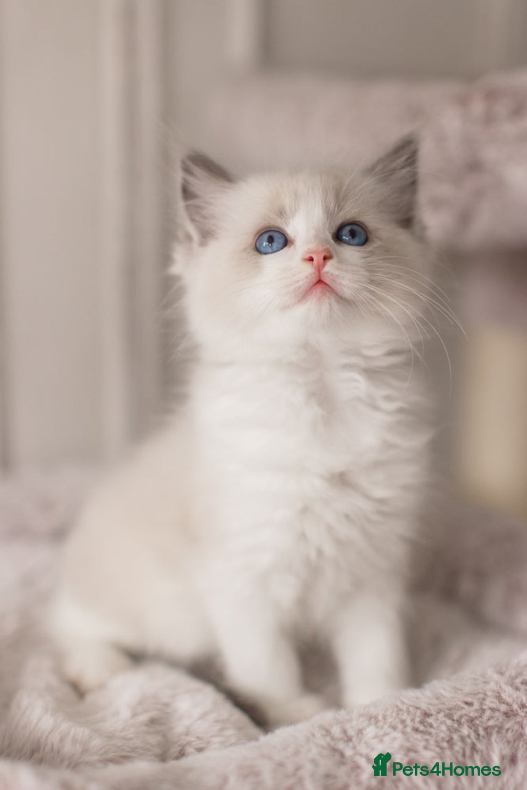 Ragdoll cats for sale: Bicolour and Lynx Ragdoll kittens - Advert 12