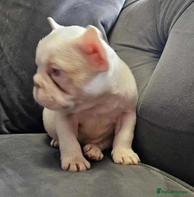 French Bulldog dogs REDUCED French bulldog puppies - Advert 14