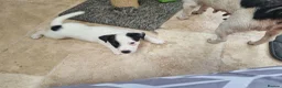 Jack Russell dogs for sale: Jack russel puppies one boy left - Advert 3