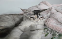 Maine Coon cats for sale: MAINE COON TICA REGISTERED KITTENS READY NOW  - Image 12