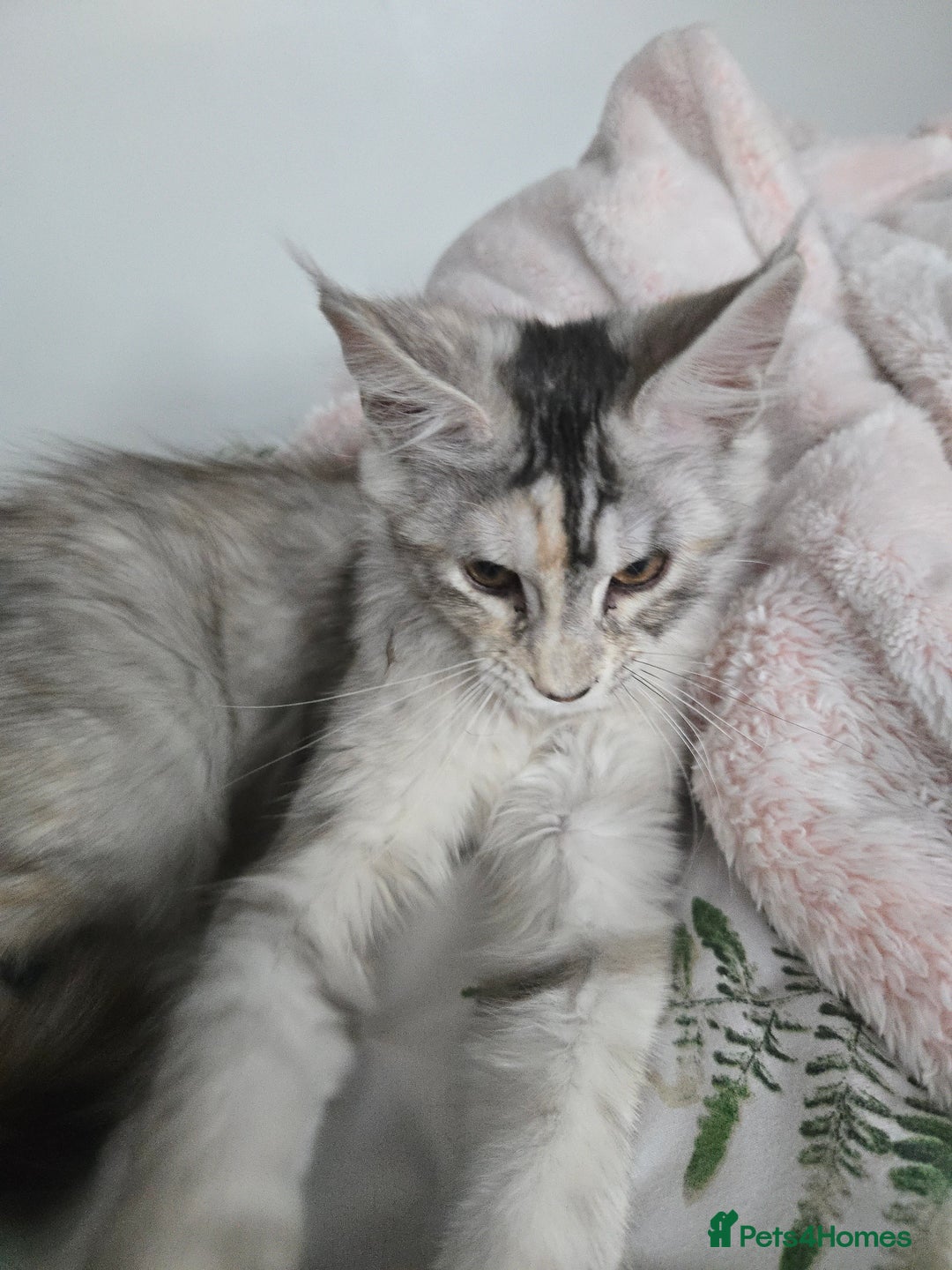 Maine Coon cats for sale: MAINE COON TICA REGISTERED KITTENS READY NOW  - Image 12