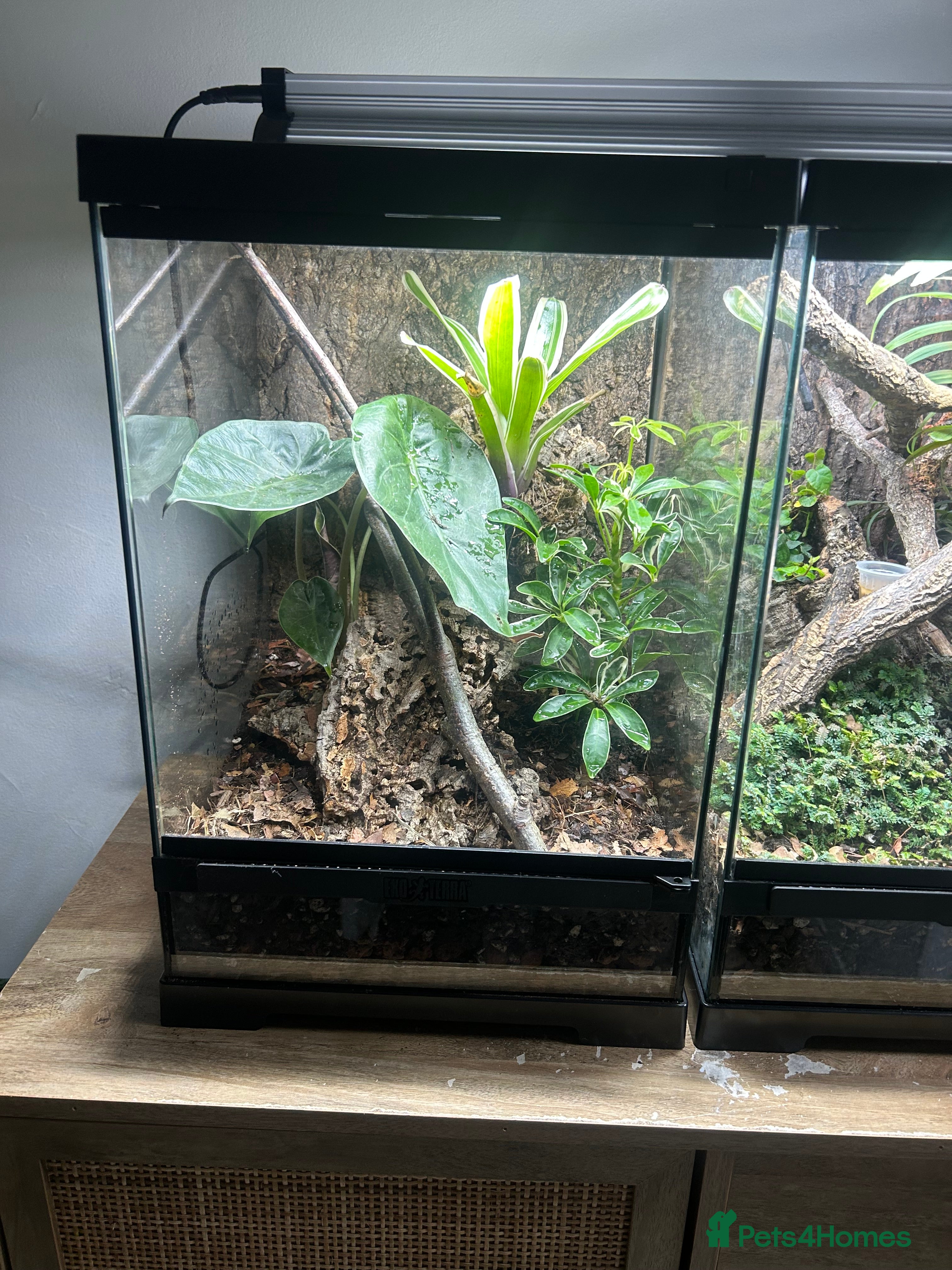 Gecko reptiles 4 mourning geckos for sale with enclosure  - Advert 1