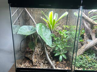 Gecko reptiles 4 mourning geckos for sale with enclosure - Advert 1