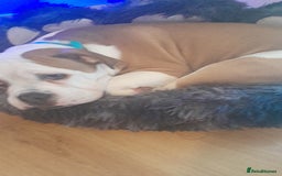Mixed Breed dogs for sale: 7month old american bulldog cross olde thyme  - Image 4