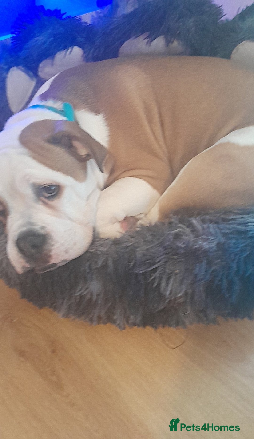 Mixed Breed dogs for sale: 7month old american bulldog cross olde thyme  - Image 4